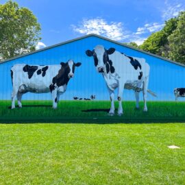Giant Cow Mural on Barn by The Art Of Life